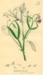 Lathyrus pratensis, Sowerby, 1839
