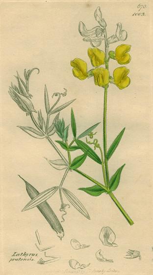 Lathyrus sylvestris, Sowerby, 1839