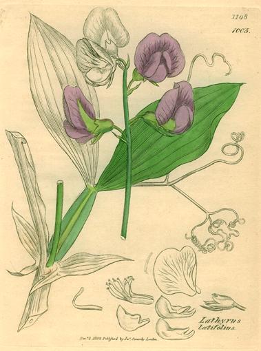 Lathyrus latifolius, Sowerby, 1839