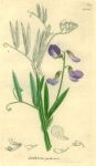 Lathyrus palustris, Sowerby, 1839