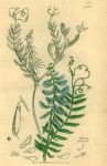 Vicia cracca, Sowerby, 1839