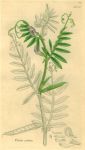 Vicia sativa, Sowerby, 1839