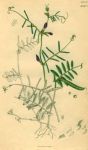 Unidentified vicia, Sowerby, 1839