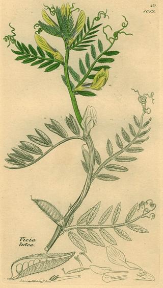 Vicia lutea, Sowerby, 1839