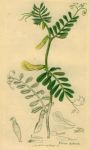 Vicia hybrida, Sowerby, 1839