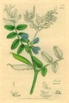 Vicia sepium, Sowerby, 1839