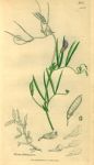 Vicia bithynica, Sowerby, 1839