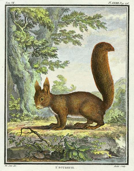 Squirrel (L'Ecureuil), 1760