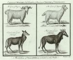 Goats & Antelope, 1785