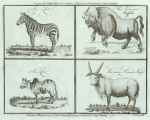 Zebra, Buffalo, Zebu & Horned Sheep, 1785