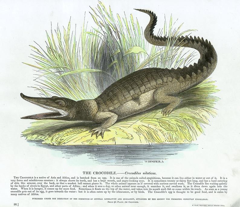 Crocodile, 1850