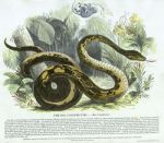 Boa Constrictor, 1850