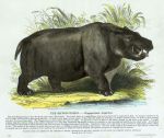 Hippopotamus, 1850