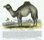 Arabian Camel or Dromedary, 1850