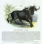 Cape Buffalo, 1850