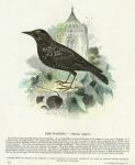 Starling, 1850