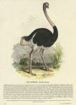 Ostrich, 1850