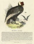 Condor, 1850