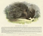 Porcupine, 1850