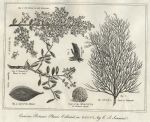 Plants of Egypt, 1806