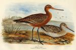 Limosa Rufa (summer & winter plumage), 1890