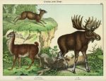 Llama & Deer, 1889