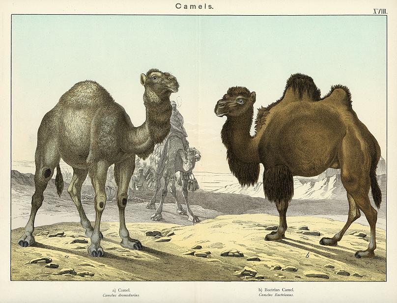 Camels, 1889