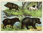Tapirs, Pigs etc., 1889
