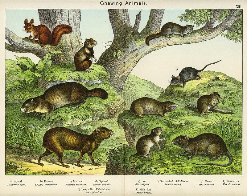Gnawing Animals, 1889