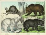 Bears & Raccoons, 1889