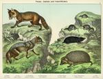 Foxes, Jackals and Insect Eaters, 1889