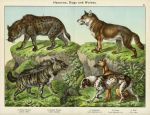 Hyenas, Dogs & Wolves, 1889