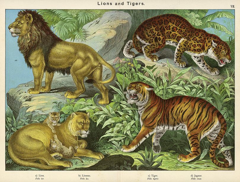 Lions and Tigers, 1889