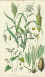 Plants Used as Food, 1866