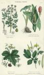 Vegetable Poisons, 1866