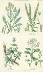 Plants used in Dyeing, 1866