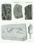 Geology - fossils, 1823
