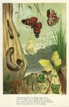 Caterpillars & Butterflies, 1870