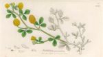 Trifolium procumbens, Sowerby, 1839