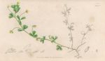 Unidentified Trifolium, Sowerby, 1839