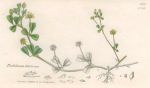 Trifolium filiforme, Sowerby, 1839