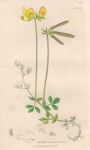 Lotus corniculatus, Sowerby, 1839