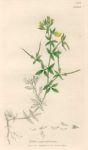 Lotus angustifsimus, Sowerby, 1839