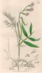 Orobus tuberosus, Sowerby, 1839