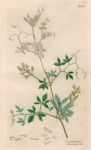Corydalis claviculata, Sowerby, 1839