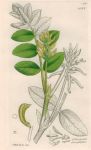 Astragalus glyeyphyllus, Sowerby, 1839