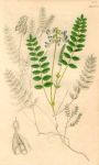 Unidentified Astragalus, Sowerby, 1839