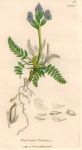 Oxytropis Uralensis, Sowerby, 1839