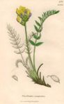 Oxytropis campestris, Sowerby, 1839