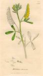 Melilotus officinalis, Sowerby, 1839